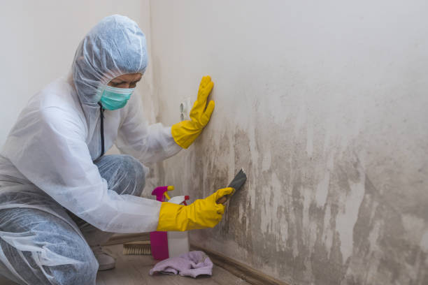 Best Mold Testing and Inspection Services in Panorama Village, TX