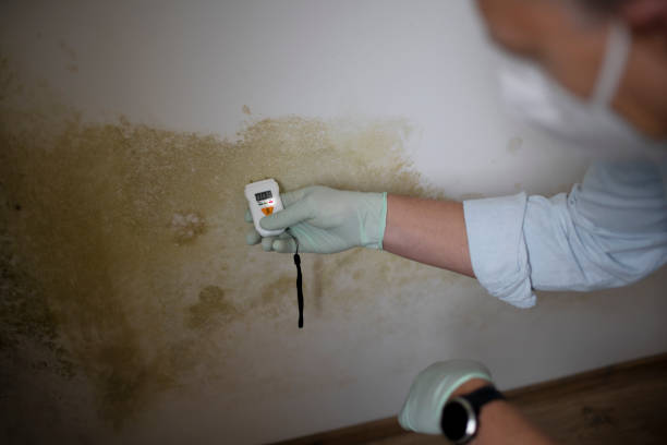 Best Industrial Mold Remediation in Panorama Village, TX