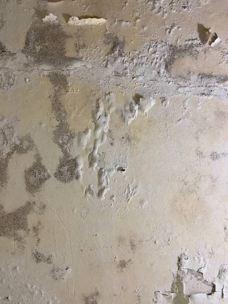 Professional Mold Remediation in Panorama Village, TX