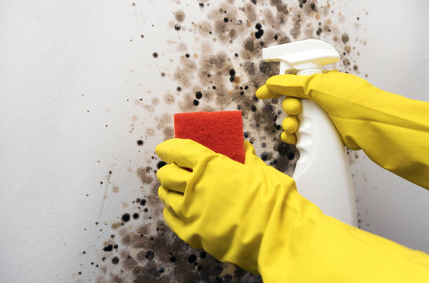 Best DIY Mold Remediation Support Services in Panorama Village, TX