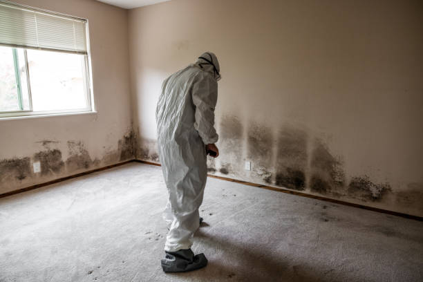 Professional Mold Remediation in Panorama Village, TX