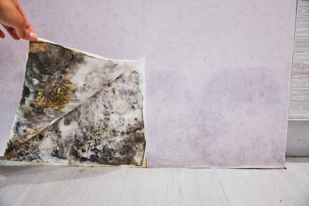 Best Black Mold Remediation in Panorama Village, TX